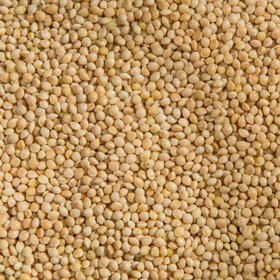 Topcrop Topcrop White Millet (40LB)
