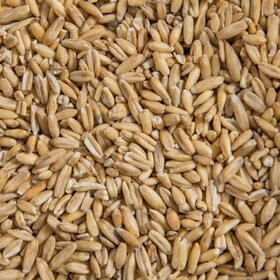Ralph Moore Oat Groats (1LB) 203
