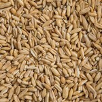 Ralph Moore RM Re-Cleaned Oat Groats (40LB)