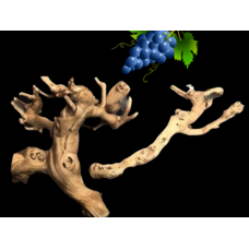 Bonkers Bonkers Grapewood Perch Large, Assorted Shapes