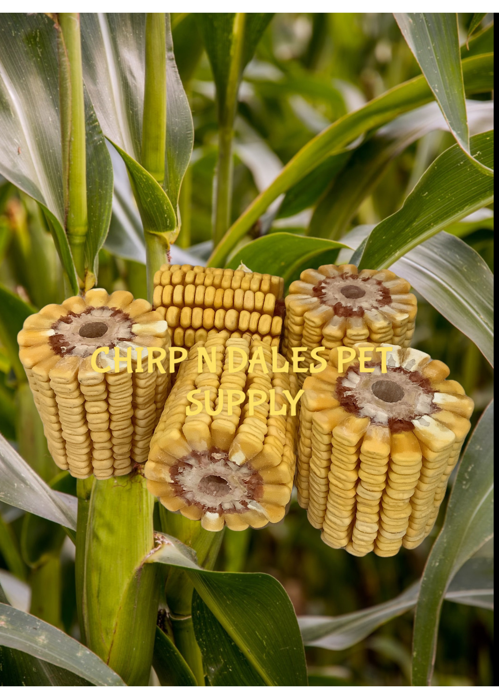Chirp N Dales Drilled Corn 484
