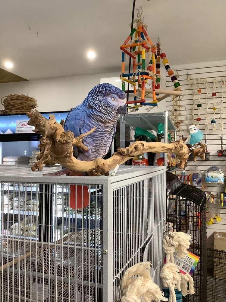 Bonkers Bonkers Grapewood  Cage Top Perch Med/Large, Assorted Shapes