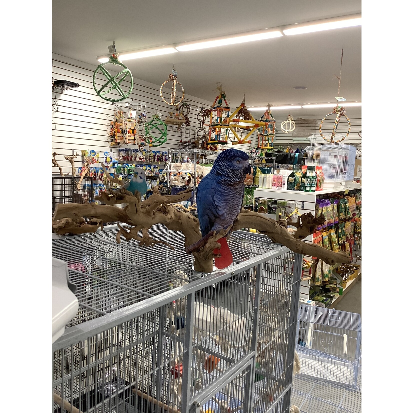 Bonkers Bonkers Grapewood  Cage Top Perch Med/Large, Assorted Shapes