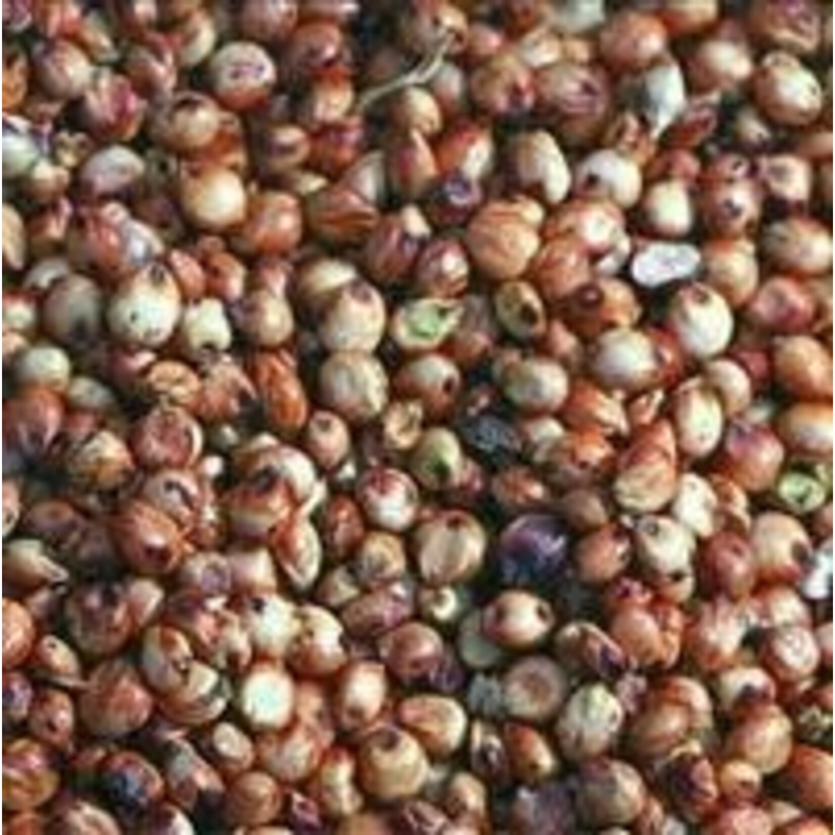 Topcrop TP  Red Milo