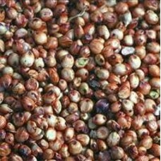 Topcrop TP  Red Milo