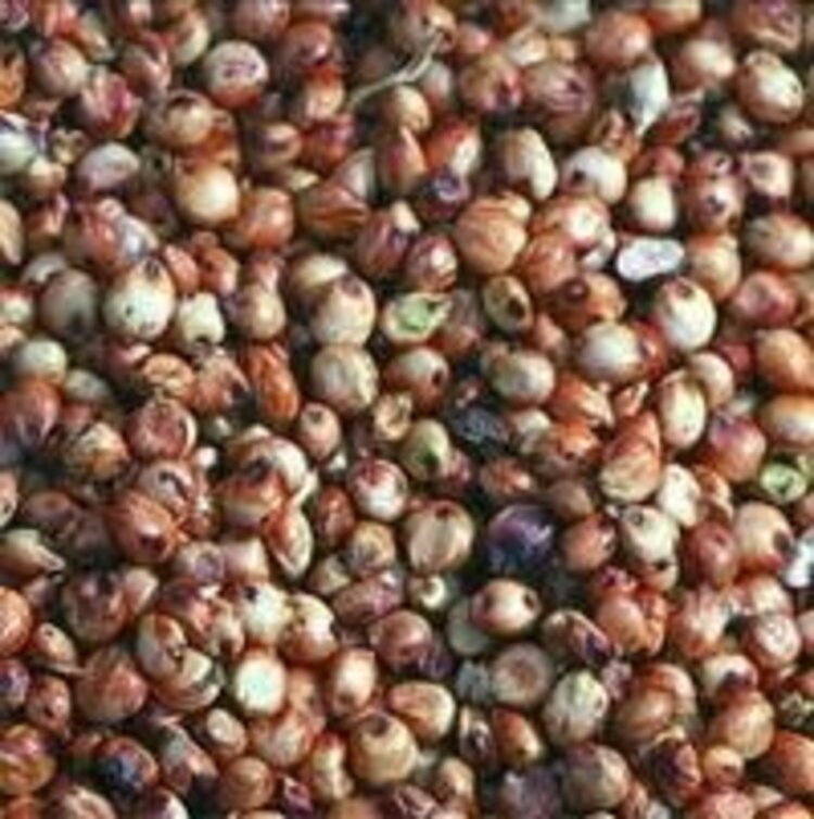 Topcrop TP  Red Milo