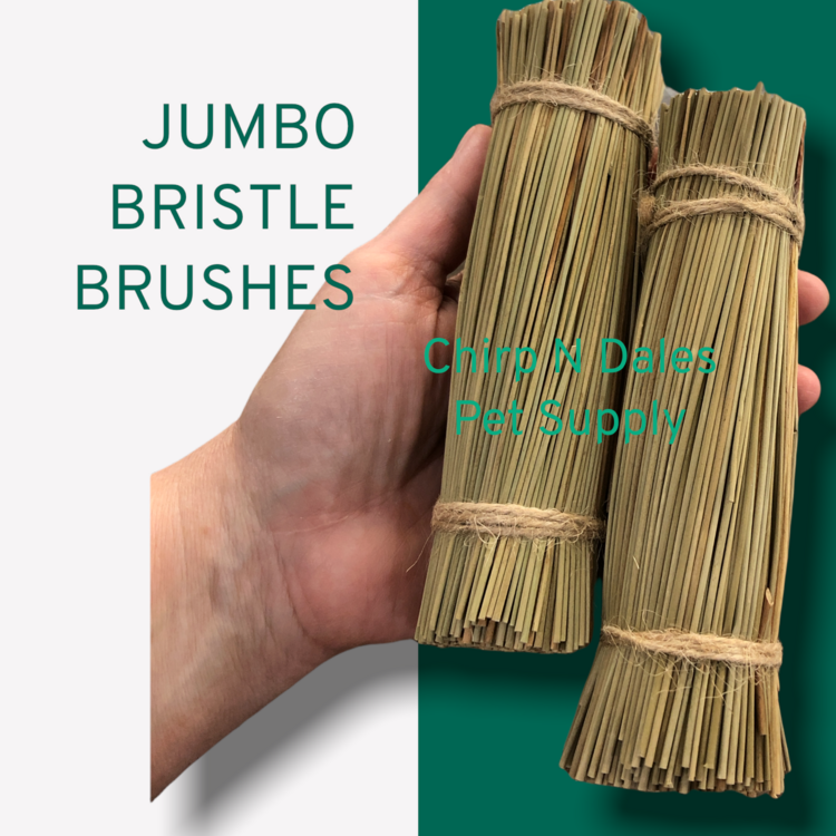 Chirp N Dales Bristle Brushes Jumbo