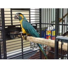 Natural Inspirations Natural Inspirations Birdy Bracket  2 x 4 Holder