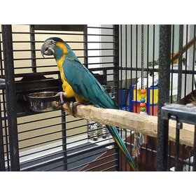 Natural Inspirations Natural Inspirations Birdy Bracket  2 x 4 Holder