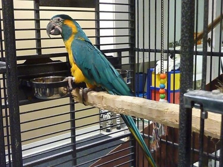 Natural Inspirations Natural Inspirations Birdy Bracket  2 x 4 Holder