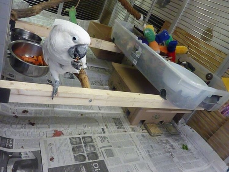 Natural Inspirations Natural Inspirations Birdy Bracket  2 x 4 Holder