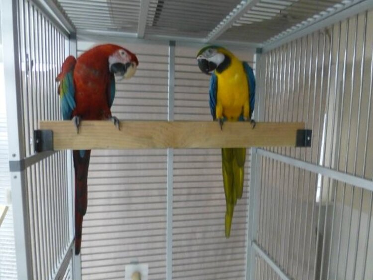 Natural Inspirations Natural Inspirations Birdy Bracket  2 x 4 Holder