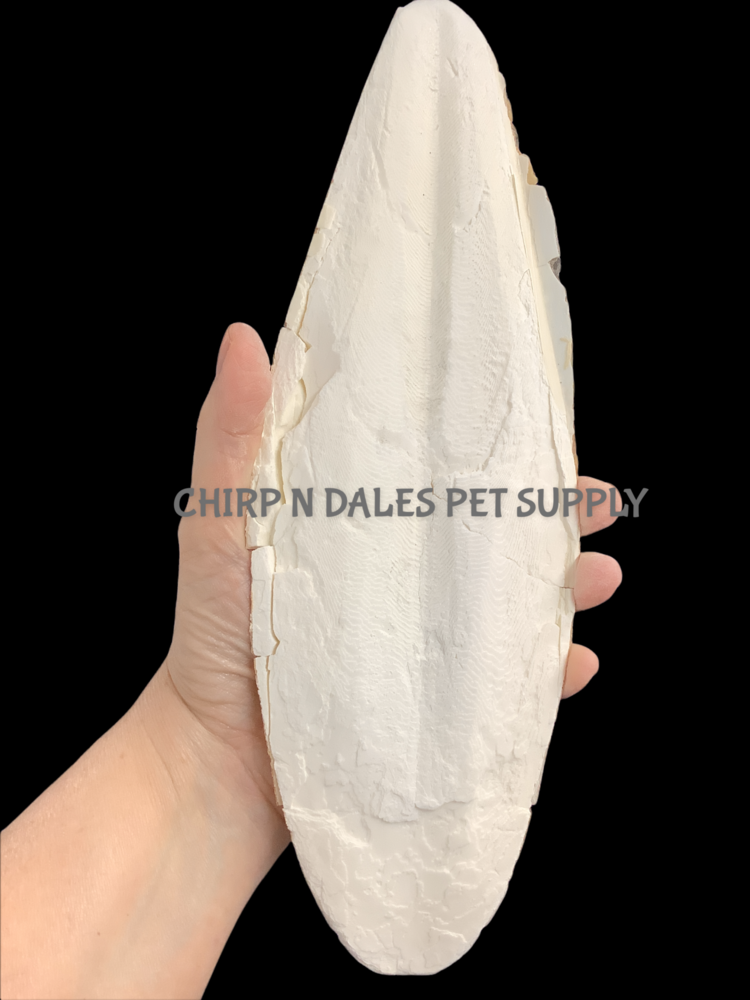 Riga Cuttlebone Jumbo