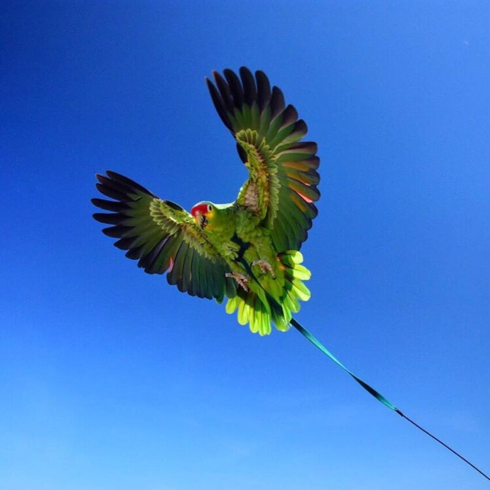 Parrot University Aviator flight Line
