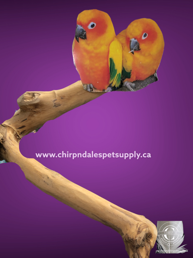 Kings Cages Kings Java Multi Branch  Xsmall