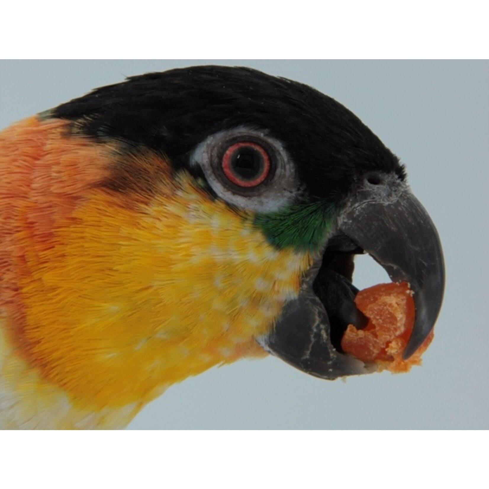 Hagen Hagen Tropimix Small Parrot (1 lb)  189 TRY ME SAMPLE SIZE