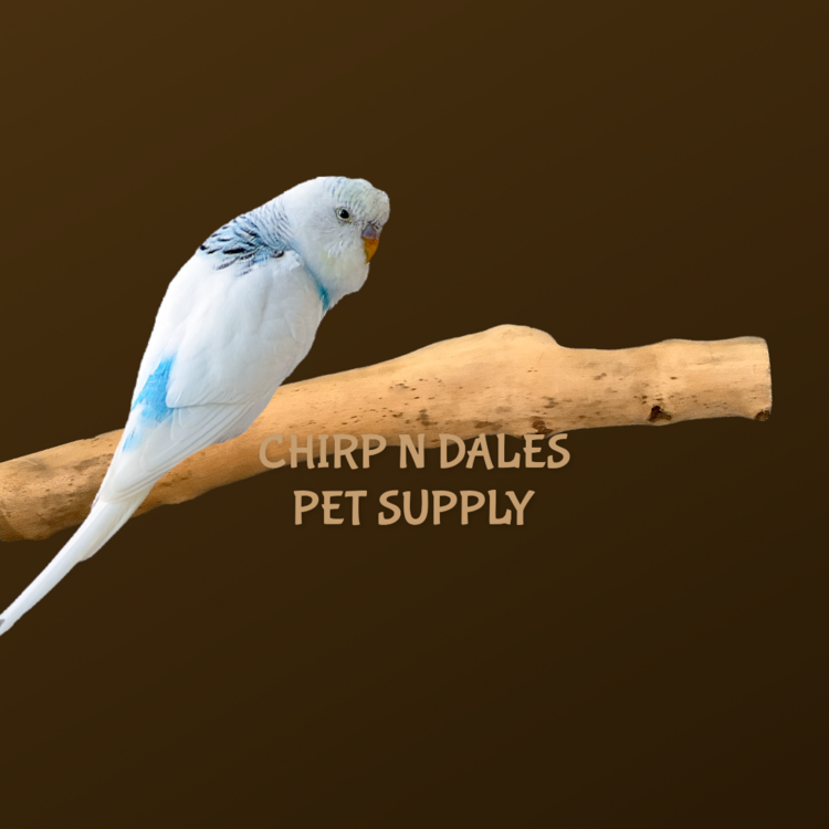 Jolly Jungle Jolly Jungle  Single Branch Natural Wood Perch