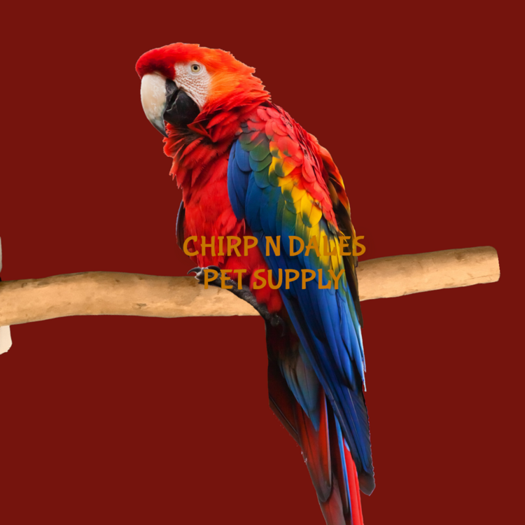 Jolly Jungle Jolly Jungle  Single Branch Natural Wood Perch