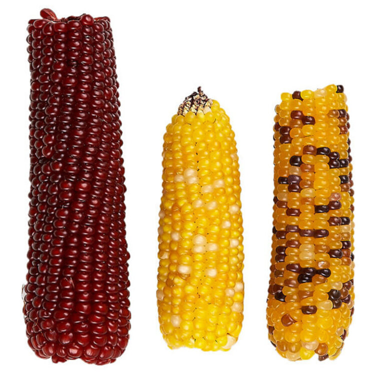 Vitakraft Vitakraft Bird Mini Pop-Corn Treat  6 oz