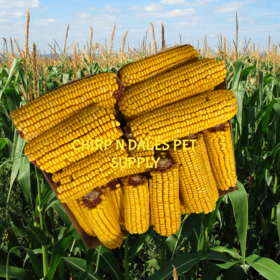 Corn Cobs Whole Dried