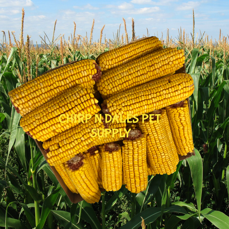 Corn Cobs Whole Dried