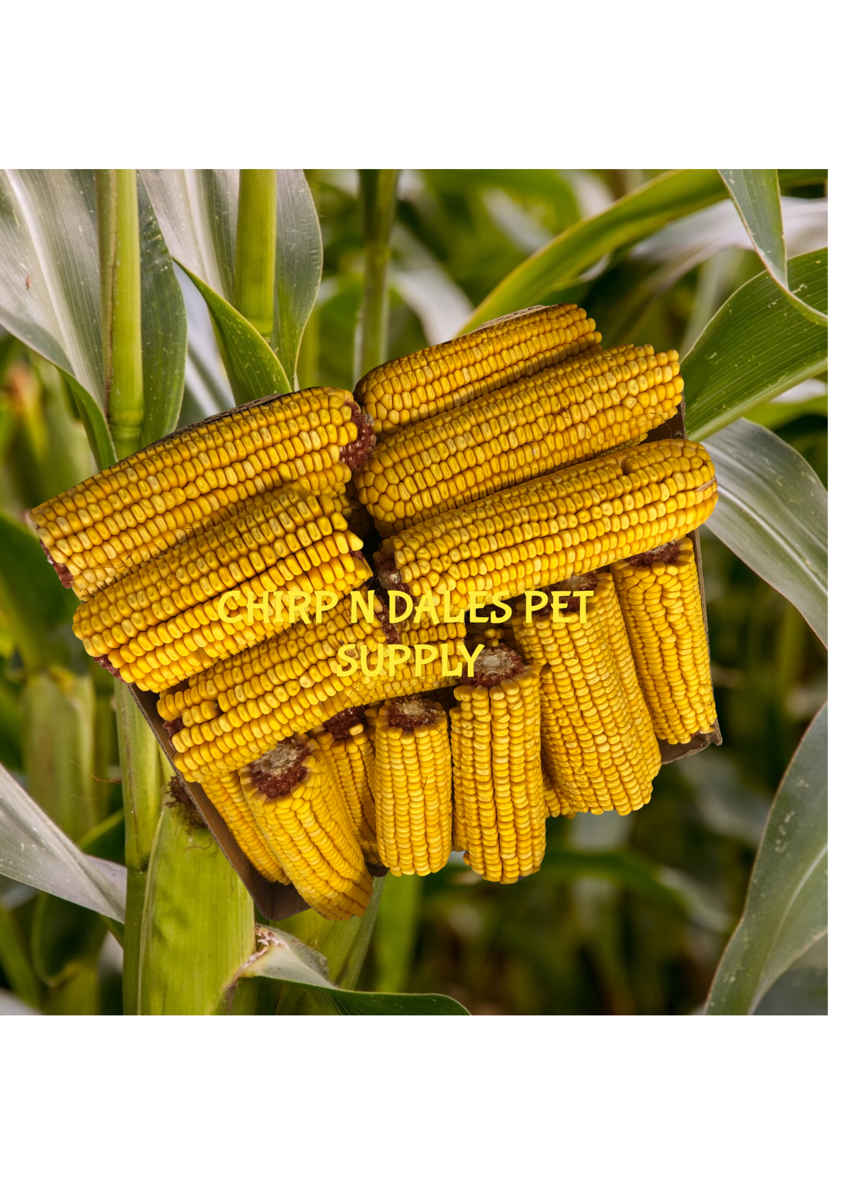 Corn Cobs Whole Dried