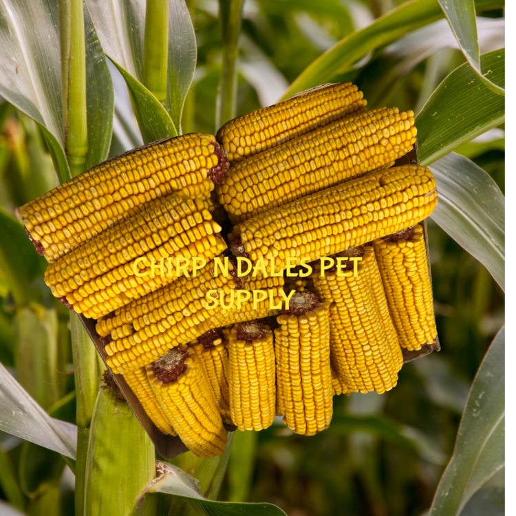 Corn Cobs Whole Dried