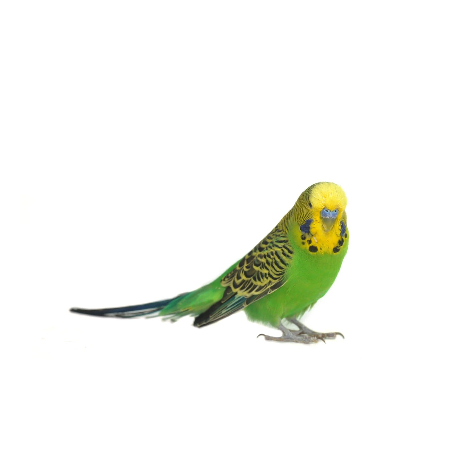 Totally Organics TOPS TOP's Mini Pellets for Hookbills