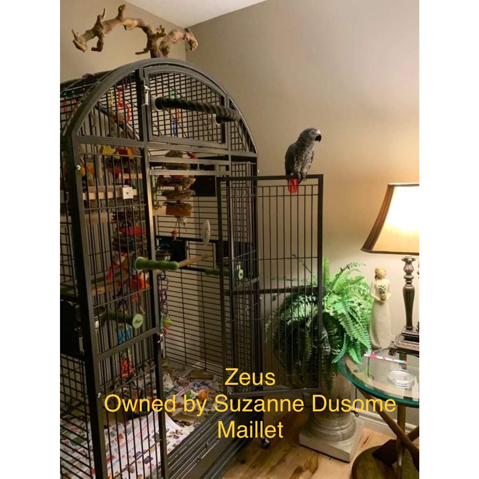 Kings Cages Kings Cages   9004030 Cage
