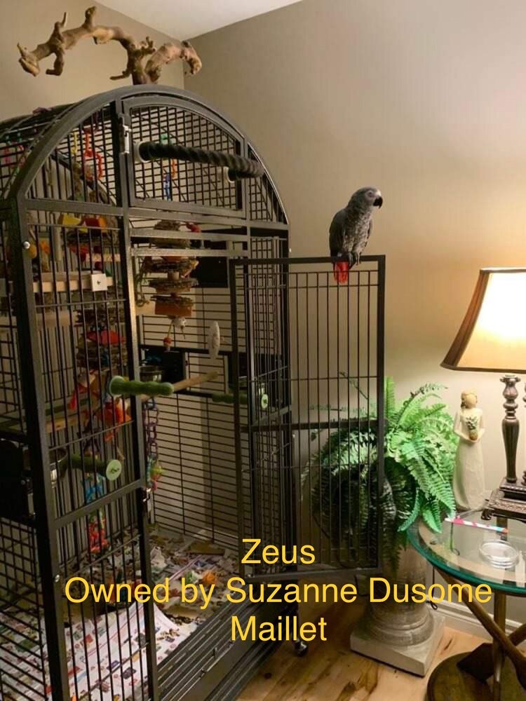 Kings Cages Kings Cages   9004030 Cage