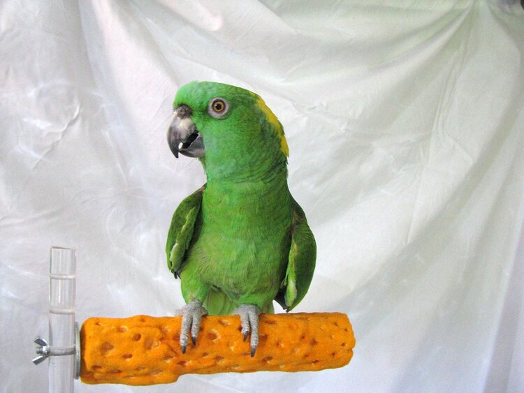 Polly's  Pet Products Polly's Beach Sands Perch Medium Assorted Colors