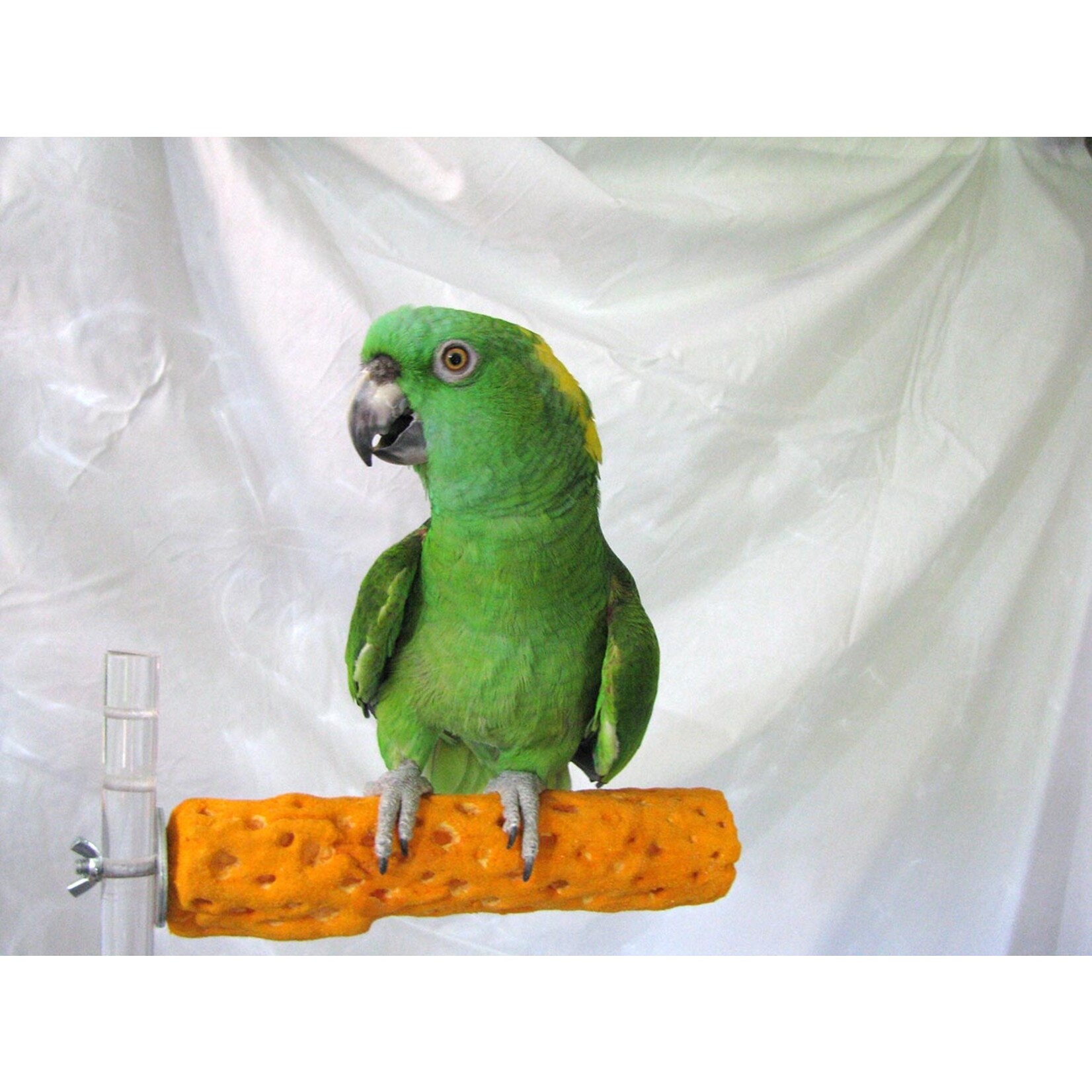 Polly's  Pet Products Polly's Beach Sands Perch Small Assorted Colors