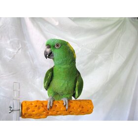 Polly's  Pet Products Polly's Beach Sands Perch Small Assorted Colors