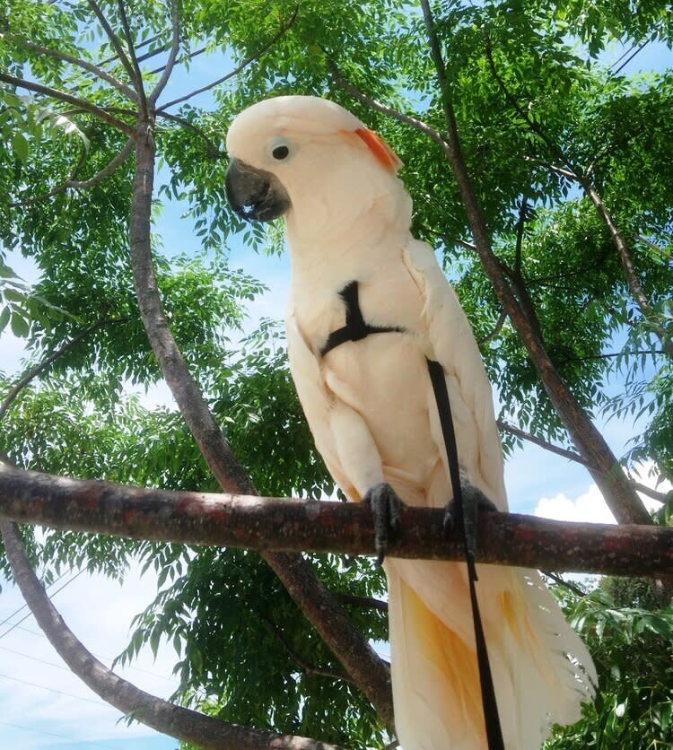 Parrot University Aviator Harness