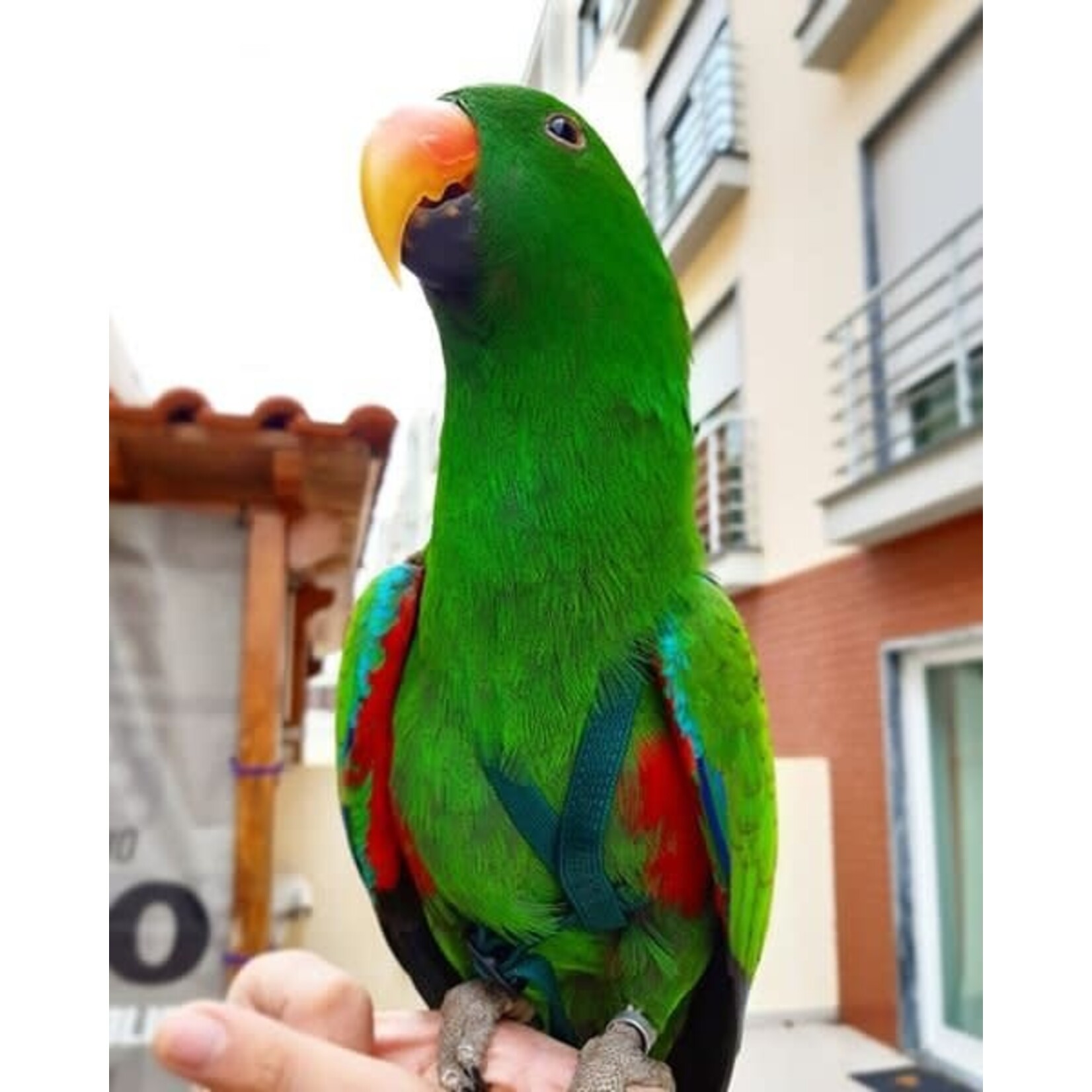 Parrot University Aviator Harness