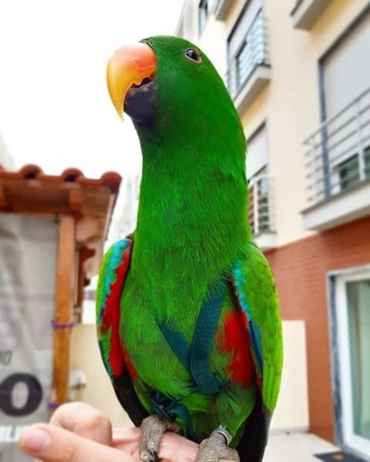 Parrot University Aviator Harness