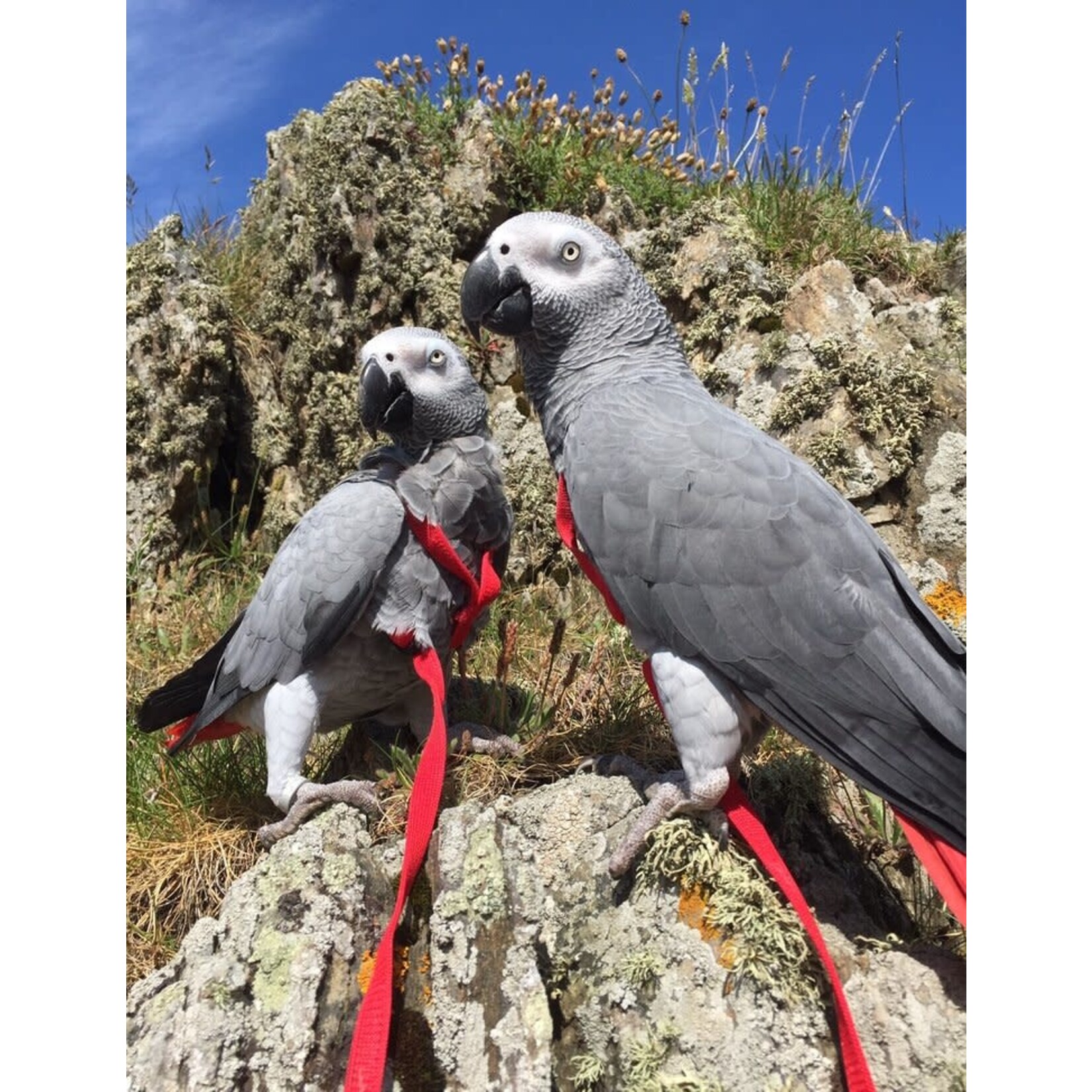 Parrot University Aviator Harness