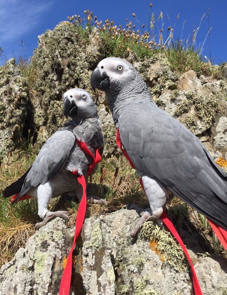 Parrot University Aviator Harness
