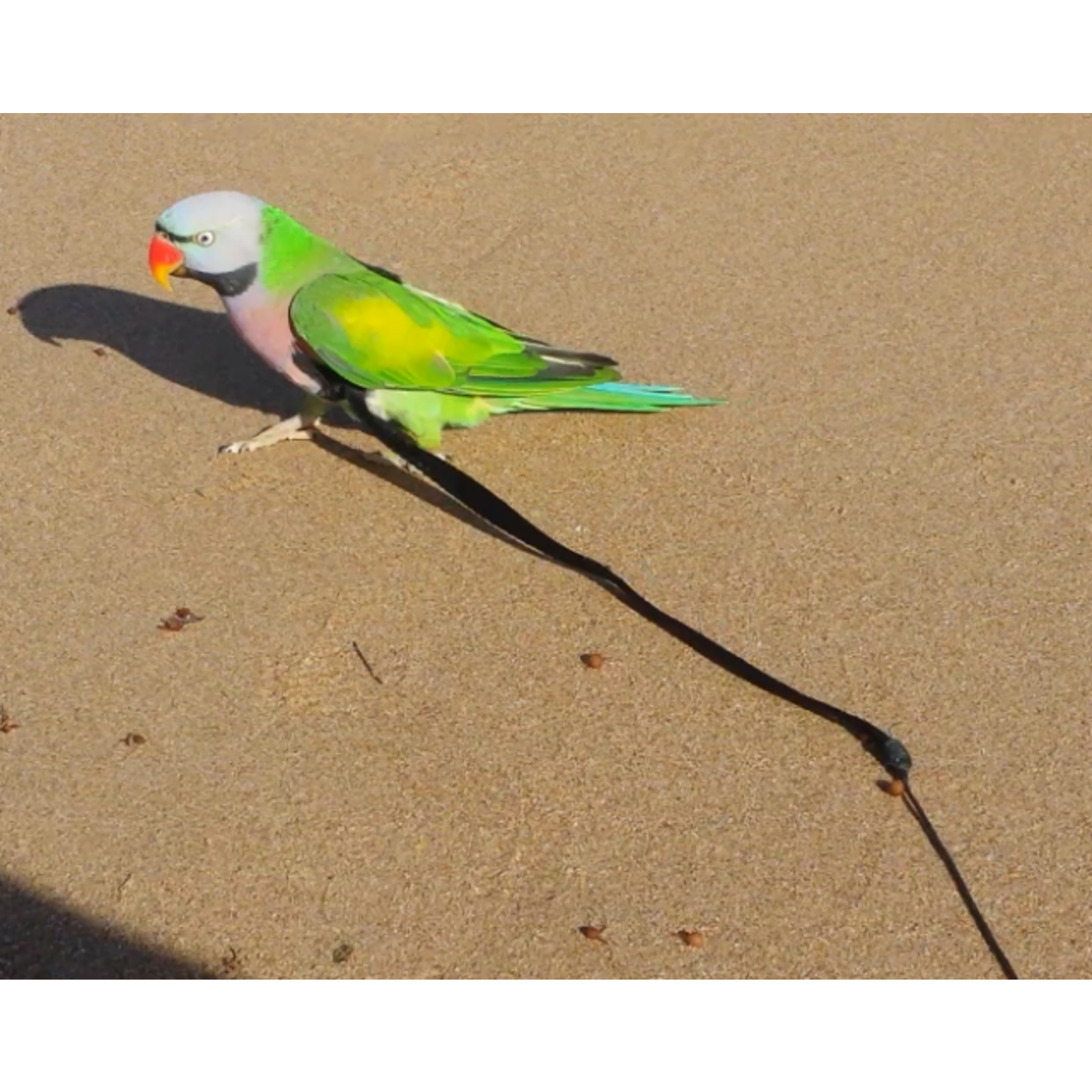 Parrot University Aviator Harness
