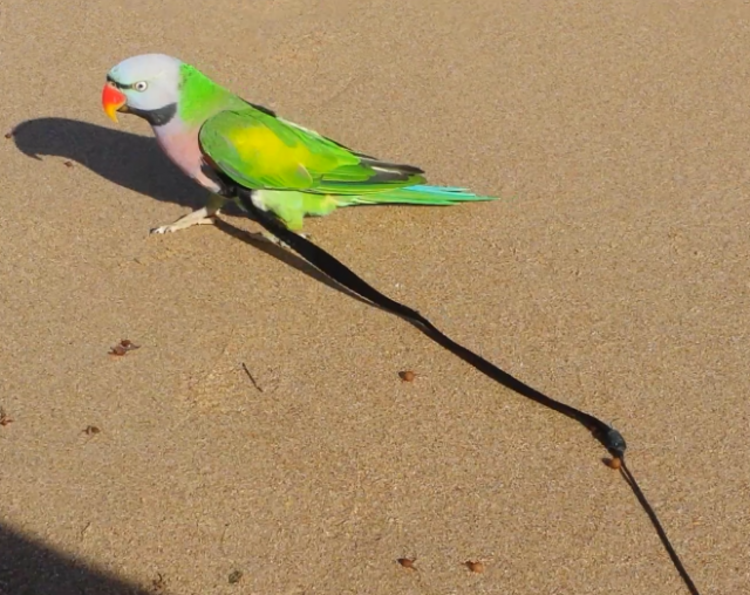 Parrot University Aviator Harness