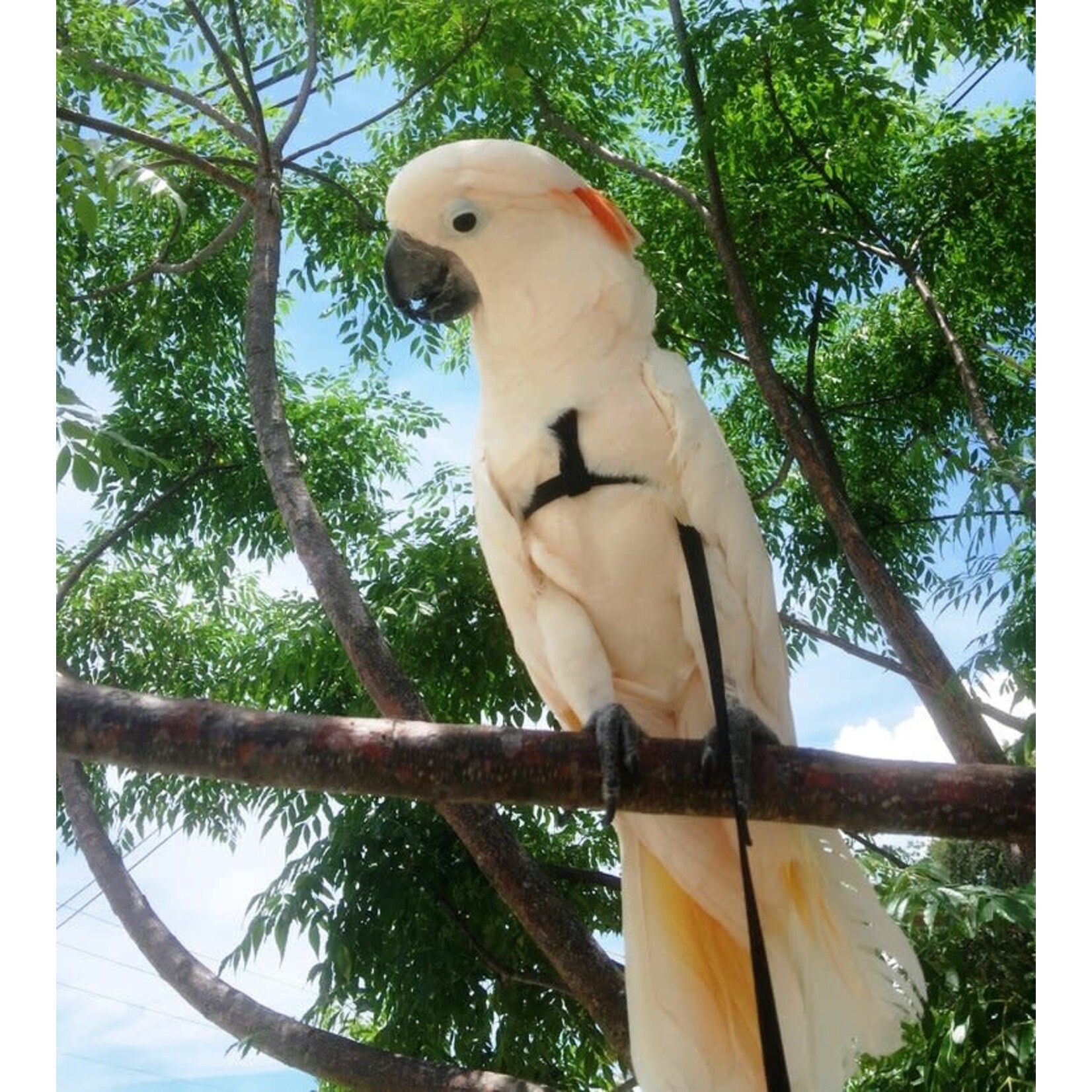 Parrot University Aviator Harness