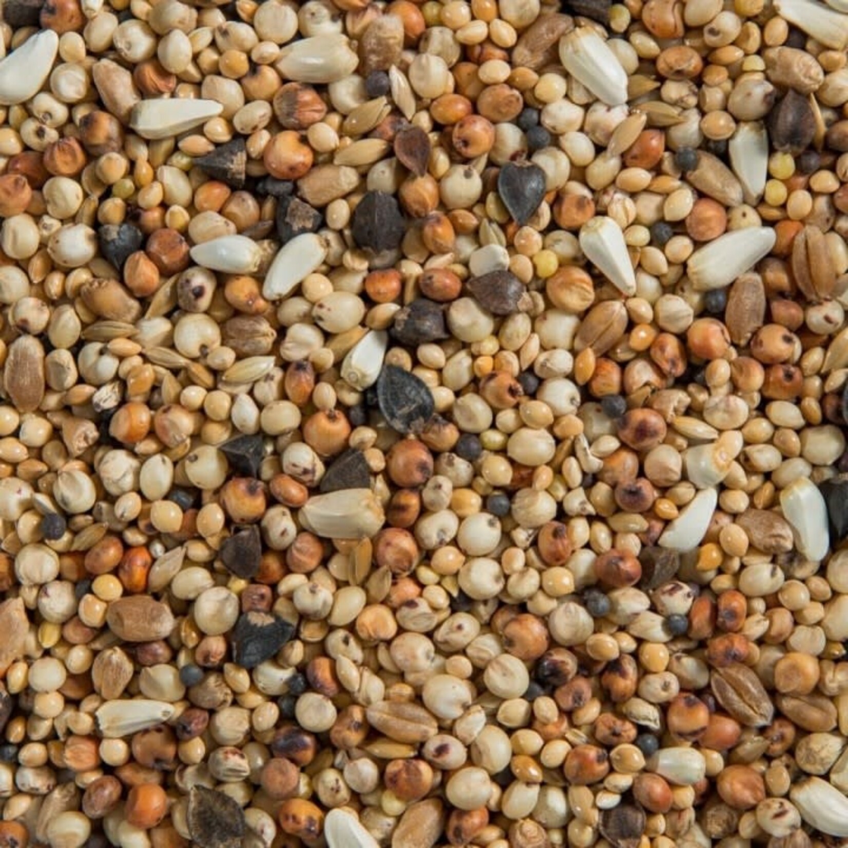 Ralph Moore RM Dove Mixture 40lb