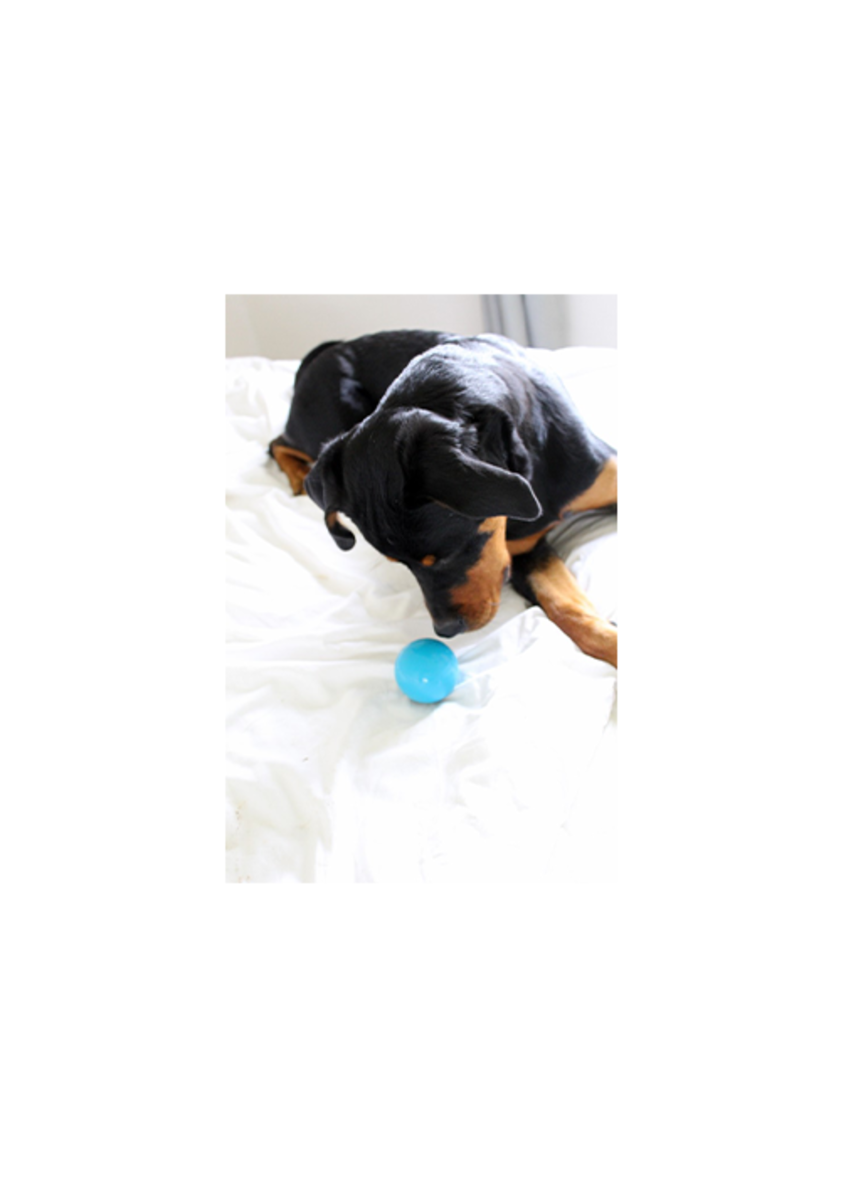 Pet Qwerks PQ  Talking Babble Ball \ Medium