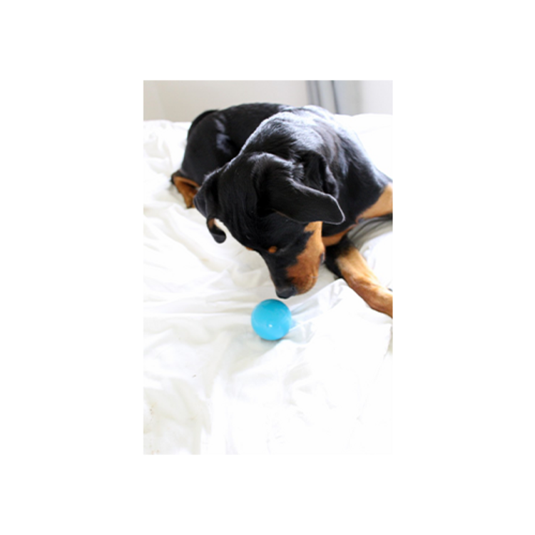 Pet Qwerks PQ  Talking Babble Ball \ Medium
