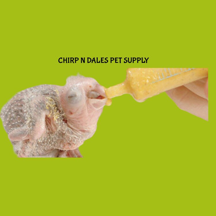 Kaytee Kaytee Exact Hand Feeding Formula (18 oz)