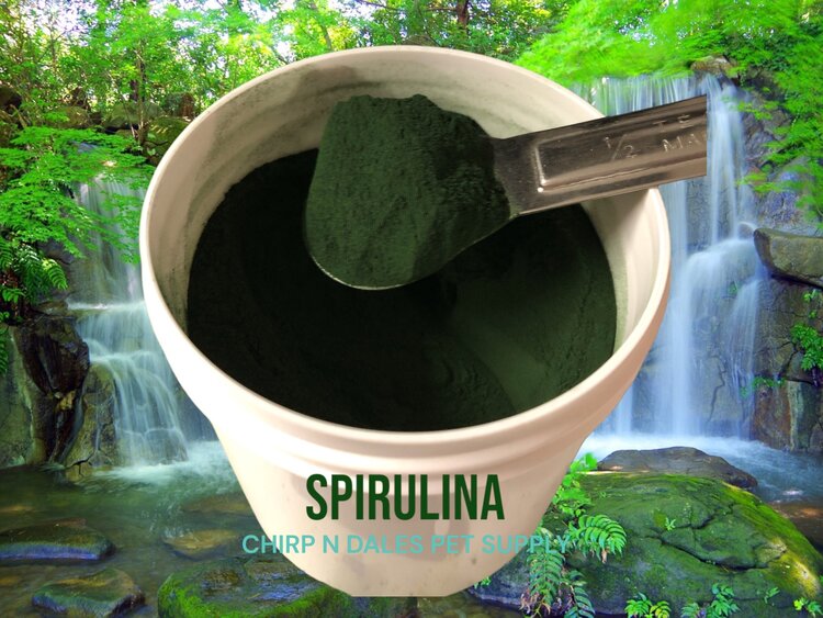 My Rewards My Rewards Spirulina 1 oz