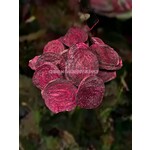 Simply Freeze Dried Organic Beet Slices