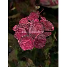 Simply Freeze Dried Organic Beet