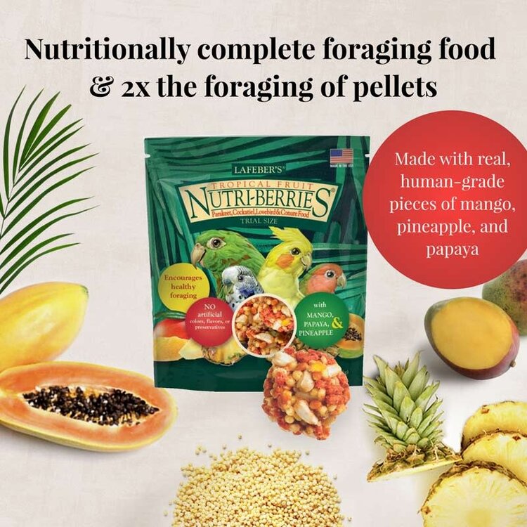 Lafeber's Lafeber Cockatiel Foraging Fun Pack