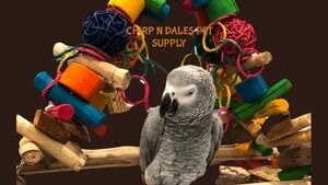 In Flight to Wellness: The Vital Role of Exercise for Happy Parrots